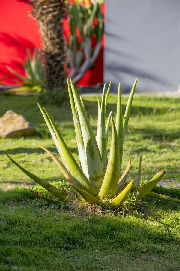 Fleurs De Canne Piscines Privees Le Moule Exterior foto